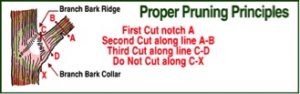 Proper Pruning Principles