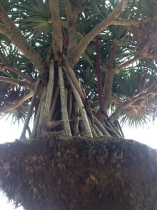 Pandanus Palm View 2