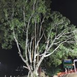 Brisbane Inner City Bypass - Ficus hillii transplant