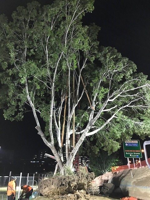 Brisbane Inner City Bypass - Ficus hillii transplant