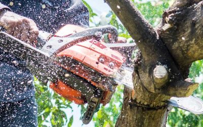 What is an arborist?